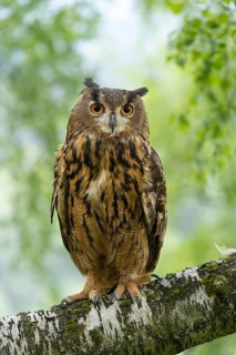 An eagle owl perched on a branch, surrounded by green leaves and a natural woodland backdrop, an