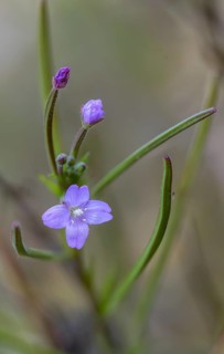 Epilobium parviflorum, hoary willowherb, small flowered fireweed, flora, high size, portrait,