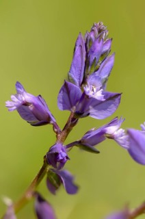 Common cruciferous, common cruciferous, cruciferous, cruciferous, cruciferous plant, polygala