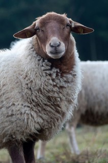 Artiodactyla, Coburg fox sheep, domestic sheep, even-toed ungulate, house sheep, Ovis Gmelini aries