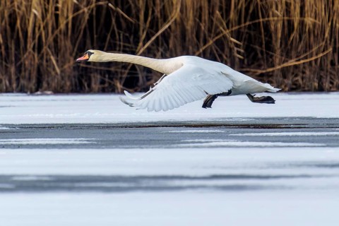 Mute swan (Cygnus olor), wildlife, Germany. A swan flies at low altitude just above a frozen body