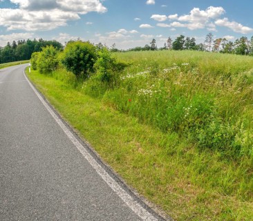 Roadside green, side green, flowering area, flower strips, ruderal surface, roadside, roadside