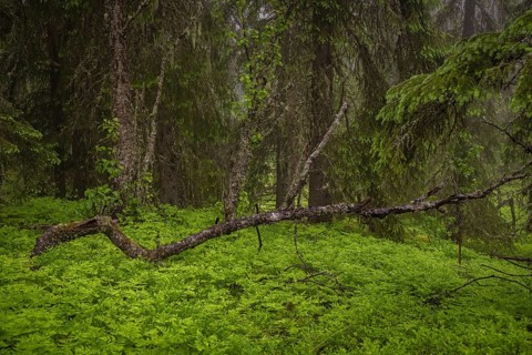 View of weathered birch trees in a dense forest in rain, Gol, Halligdal, Buskerud, Norway