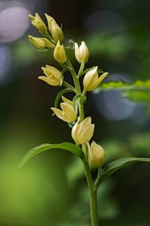 Pale woodbird, cephalanthera damasonium, orchidaceae, orchids, orchids, woodbirds, flora, high