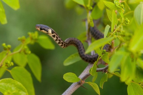 Aesculapian snake, Elaphe longissima, Zamenis longissimus, Bulgaria, critters, FFH, adolescent,