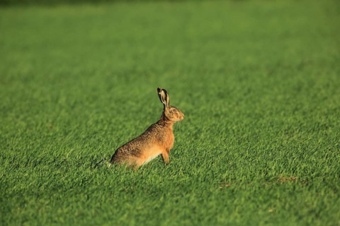 A hare sits alone in a vast, green field beneath a clear sky, a European hare (Lepus europaeus)