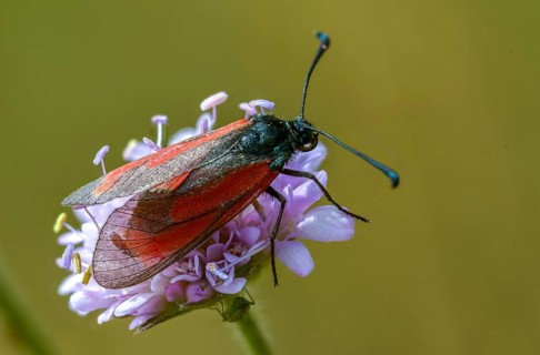 Beaver ram, blood droplet burnet, thyme ram, zygaena minos, blood droplets, butterfly, insects,