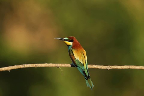 A bird sits alone on a branch, surrounded by natural scenery: a bee-eater (Merops apiaster),