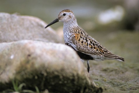 Alpine sandpipers, Calidris alpina, Dunlin, birds, breeding plumage, charadriiformes, humor, leo,