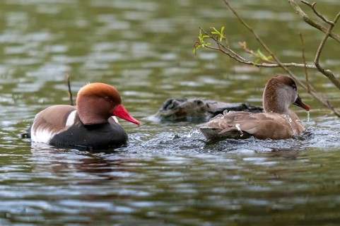 Common duck, netta rufina, red-crested pochard, anatidae, birds, ducks, ducks, ducks, female, male,