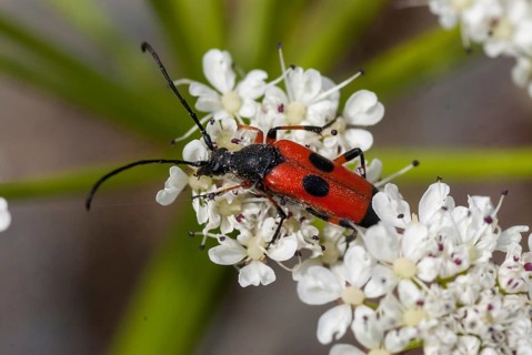 Longhorn beetle spec., Nustera distigma, beetle, longhorn beetle, Extremadura, insects, beetles,