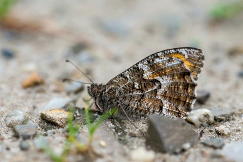 Hipparchia alcyone, Hipparchia hermione, rock grayling, butterfly, insects, butterfly, butterflies