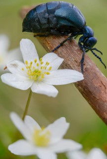 Anemone nemorosa, blue mayworm, bush anemone, buttercup, mayworm, meloe cf violaceus, meloid