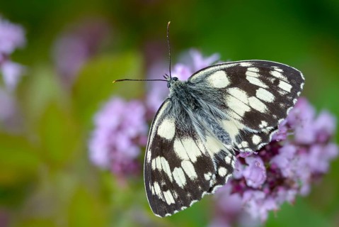 Board game, women's board, marbled white, melanargia galathea, checkerboard, butterfly, insects,