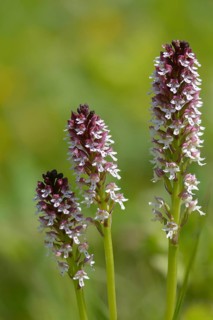 Fireboywort, Neotinea ustulata, orchidaceae, orchids, orchid family, orchis ustulata, burnt orchid,