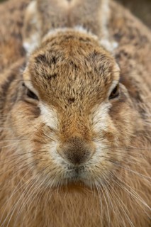 European brown hare (Lepus europaeus) adult animal head portrait, England, United Kingdom