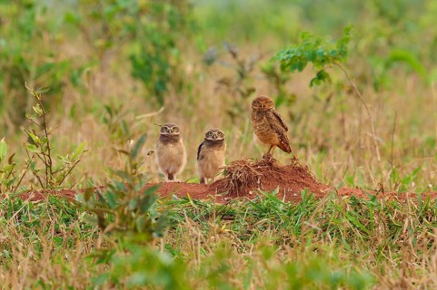 Three owls two young birds standing on a mound in a dense grass field surrounded by green