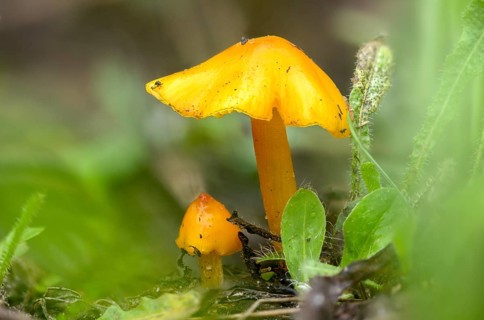 Brandenburg, broad-spored sapling, Germany, hygrocybe acutoconica, hygrocybe persistens, Konrad's