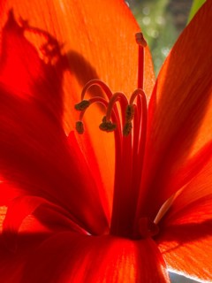 Belladonna lily (Amaryllis belladonna)