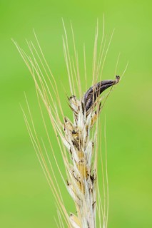Ear of rye (Secale cereale) with ergot (Claviceps purpurea), North Rhine-Westphalia, Germany