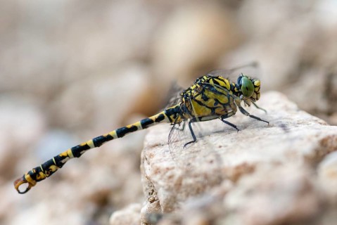 Green-eyed hook-tailed dragonfly, green-eyed hooktail, small pincertail, dragonfly, onychogomphus