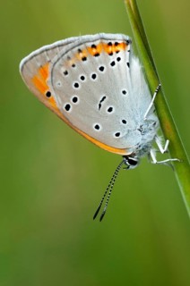 Large fire butterfly, large copper, lycaena dispar, butterfly, high size, portrait format, insects,