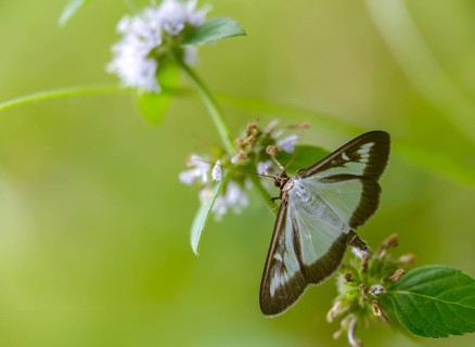 Box tree moth, boxwood moth, boxwood moth, cydalima perspectalis, moth, insects, moths, butterflies