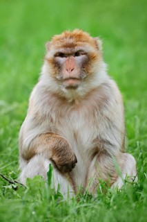 Barbary macaque or magot (Macaca sylvanus) sitting in a meadow, occurring in Morocco, Algeria and