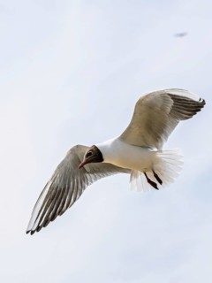 Black-headed Gull, Chroicocephalus ridibundus, bird in flight, England, United Kingdom