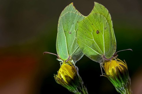 Brimestone, gonepteryx rhamni, butterfly, insects, copula, mating, butterflies, butterflies