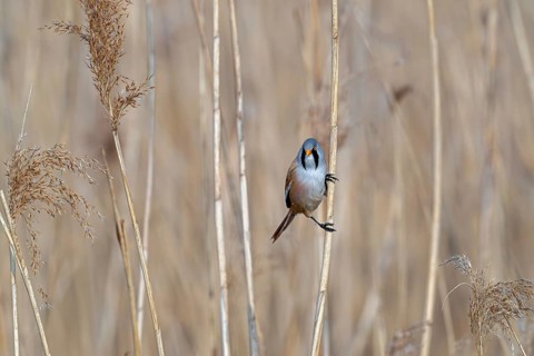 Bearded reedling, bearded tit (Panurus biarmicus) adult male perched on reed stem while foraging in