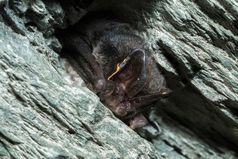 Barbastella Barbastellus, Barbastelle bat, pug bat, bat, chiroptera, bats, mammals, mammals, winter