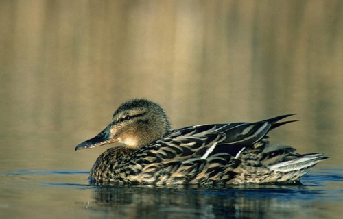 Anas platyrhynchos, mallard, mallard, anatidae, birds, ducks, ducks, ducks, female, leo, birds,