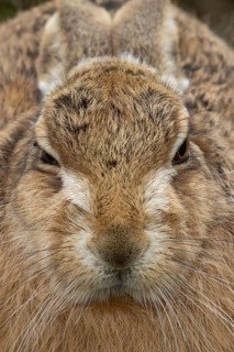 European brown hare (Lepus europaeus) adult animal head portrait, England, United Kingdom