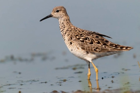 Calidris pugnax, fighter runner, philomachus pugnax, ruff, birds, charadriiformes, female,