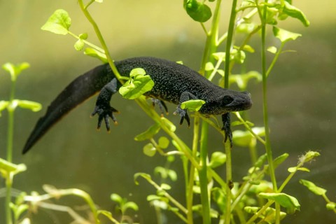 Great crested newt, crested newt, northern crested newt, Triturus cristatus, amphibians,