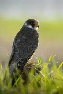 Falco vespertinus, red-footed falcon, red-footed falcon, birds, falconiformes, falcons, birds of