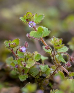 Ivy award, ivy leaf honorary prize, honorary prize, plantaginaceae, Veronica hederifolia, plantain,