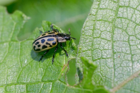 Leaf beetle, chrysomela 20-punctata, chrysomela vigintipunctata, coccinella 20-punctata, spotted