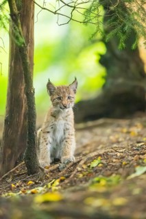 Eurasian lynx (Lynx lynx) youngsters (cub) sitting in a forest, Bavaria, Germany