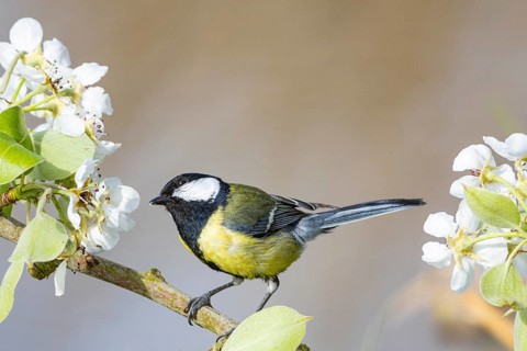 Great tit (Parus major) Germany