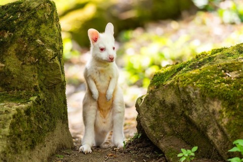 White Tammar wallaby (Macropus eugenii), albino, youngster on the ground in spring, Germany