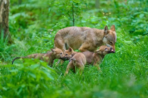 A wolf family in the lush forest, summer, wolf (Canis lupus), Germany