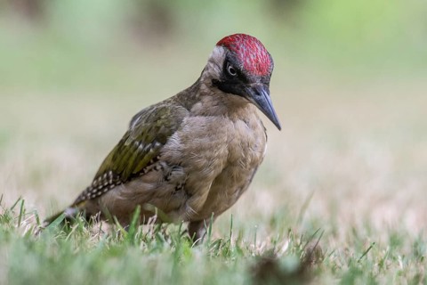 Green Woodpecker (Picus viridis), Emsland, Lower Saxony, Germany