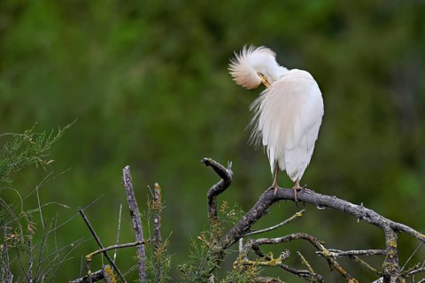 Cattle egret (Bubulcus ibis), perched on a branch, Camargue, southern France, France