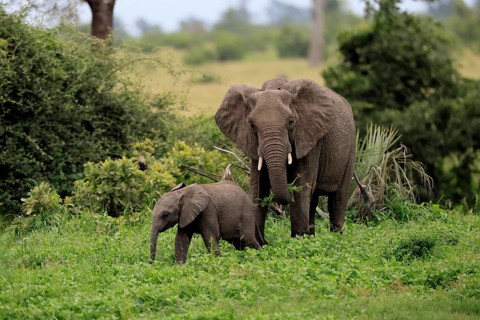 African elephant (Loxodonta africana), adult, female, calf, feeding, social behaviour, Kruger