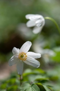 Anemone nemorosa, wood anemone, European thimbleweed, buttercup, ranunculaceae, flora, spring, high