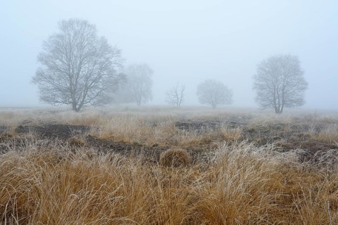 Birches in winter Rehdener Geestmoor in fog, Diepholzer Moorniederung, Rehden, Lower Saxony,