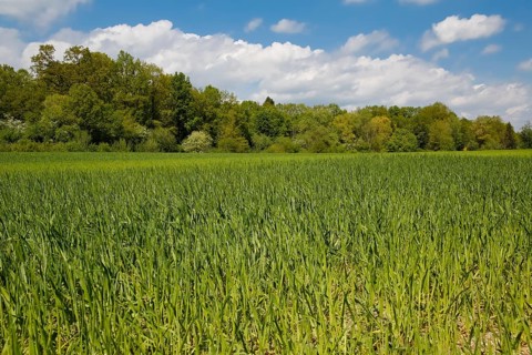 Field near quarry lake, green, blue sky, clouds, shrubs in the back, agricultural area, species