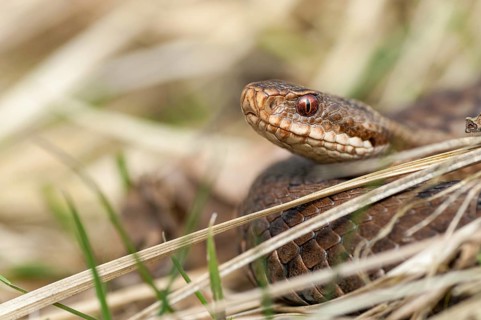 European adder, European viper, venomous snake, vipera berus, critters, poisonous reptilia,